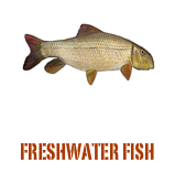 ￼
fRESHWATER FISH